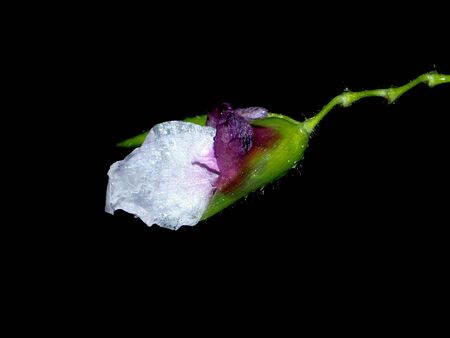 White flower close up in black background.の素材