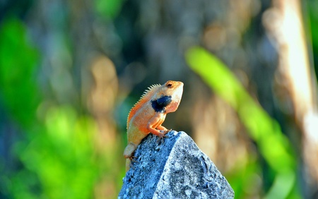 Close up of common tree lizardの素材