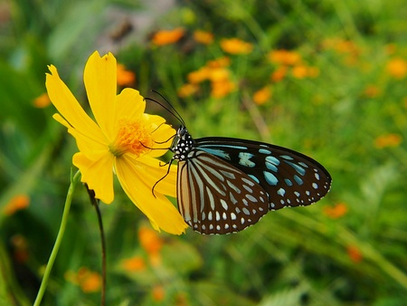 Butterfly rest on flowerの素材