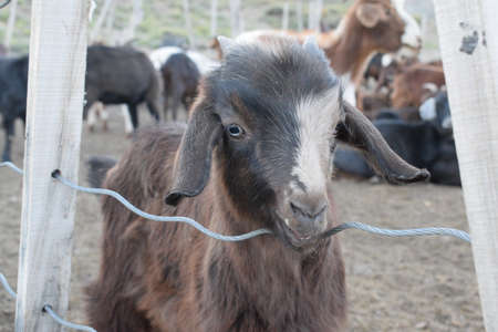 Goat in a pen in MalargÃ¼e, Mendozaの写真素材