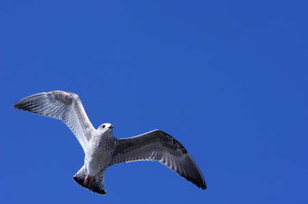 seagull flying