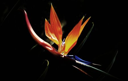 Flower isolated on blackの写真素材