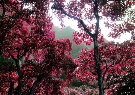 Kauai Islandの写真素材