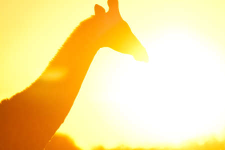 giraffe in flare in botswanaの写真素材