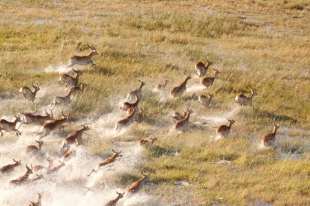 herd of impalasの写真素材