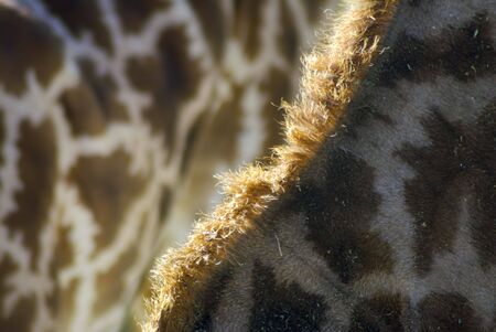 A close up of two giraffesの写真素材