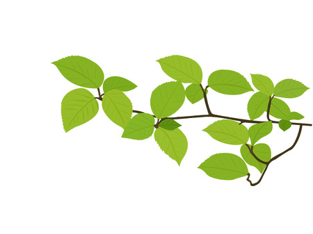 Spring branchのイラスト素材