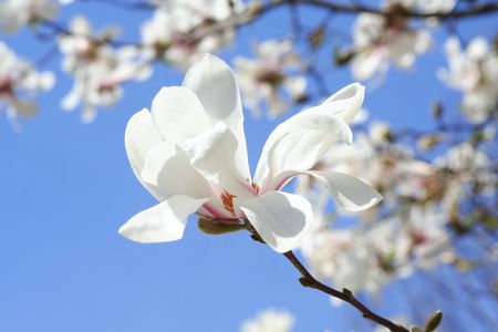 Japanese magnolia and blue skyの写真素材