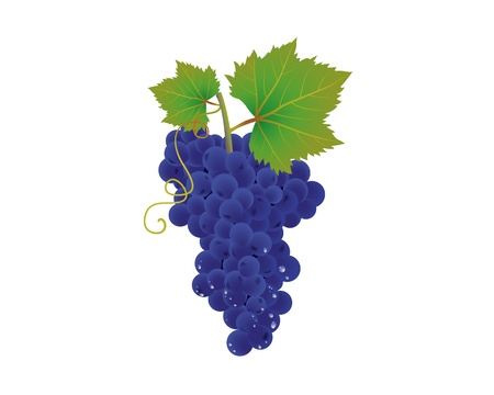 A bunch of blue grapes with drops.のイラスト素材