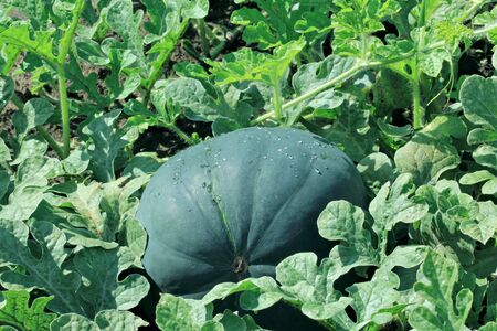 Ripe watermelon at a field in sunlightの写真素材