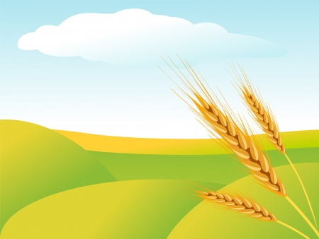 Rural landscape with wheat fieldsのイラスト素材