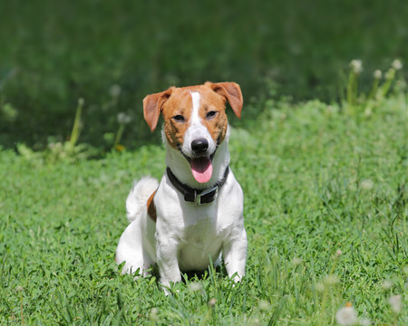Young puppy dog Jack Russell terrier sitting in grassの写真素材