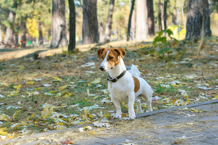 Jack Russel terrier walking in the park in autumnの写真素材