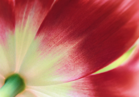 Red tulip close up, abstract spring backgroundの写真素材