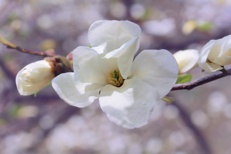 Branch of white magnolia flowers, pastel tonesの写真素材