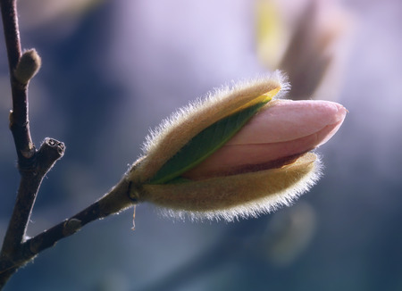 Magnolia flower bud, pastel tonesの写真素材