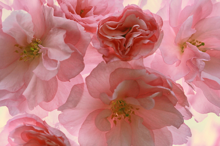 Japanese cherry blossoms closeup. Delicate pink floral backgroundの写真素材