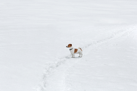 Jack Russel terrier in the snow looking awayの写真素材