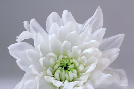 White chrysanthemum flower, close-up photo. Abstract spring backgroundの写真素材