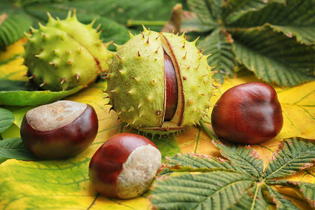 Horse chestnuts on autumn foliage close-up, autumn backgroundの写真素材