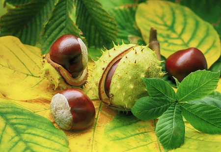 Horse chestnuts on autumn foliage, autumn backgroundの写真素材
