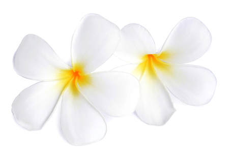 Tropical flowers frangipani  plumeria  isolated on white backgroundの写真素材