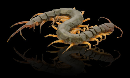 closeup of one brown centipede on white backgroundの写真素材