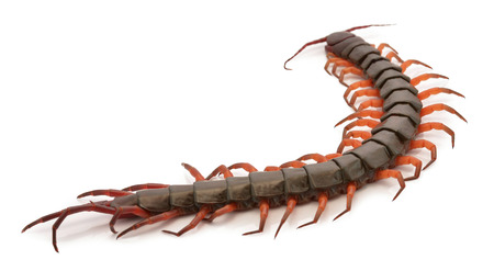 closeup of one brown centipede on white background