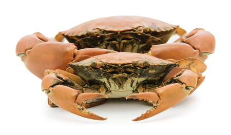 crab on white backgroundの写真素材