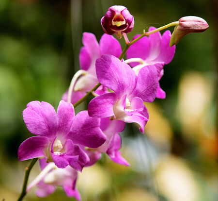 Big beautiful bouquet of purple orchidsの写真素材