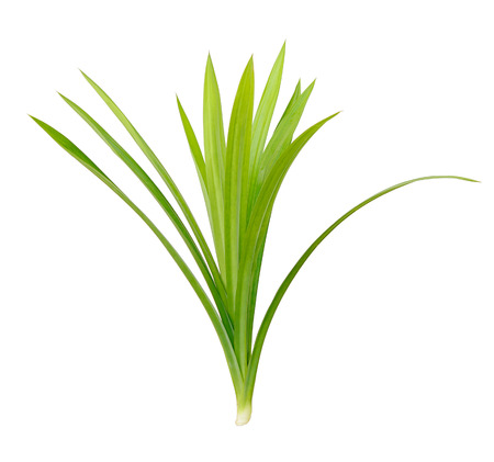 Pandanus Palm, Fragrant Pandan, Pandom wangiの写真素材