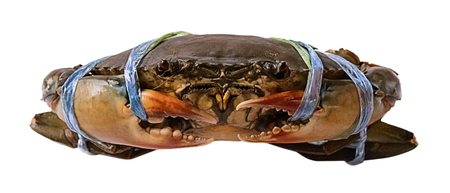 crab on white backgroundの写真素材