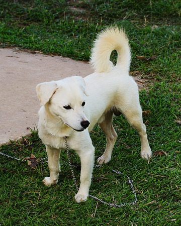 Portrait young dog