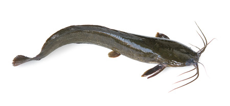 Channel catfish isolated on a white background.の写真素材