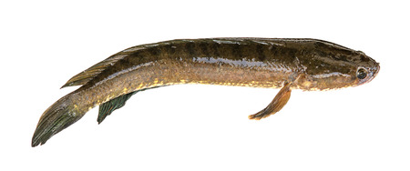 Giant snake head fish on white backgroundの写真素材