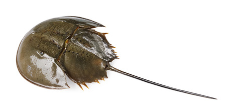 Californian Horsehoe Crab on white backgroundの写真素材