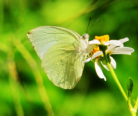 butterfly fly in morning nature.の写真素材