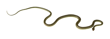 green snake on white の写真素材
