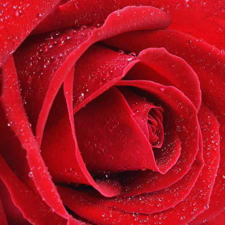 Red rose isolatedの写真素材