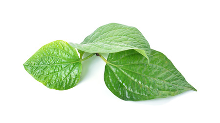 Betel leaf isolate on white backgroundの写真素材