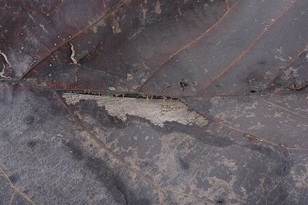 Wood plank brown texture backgroundの写真素材