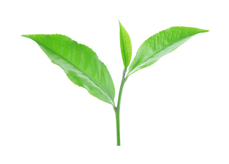 Green tea leaf isolated on white background.の写真素材