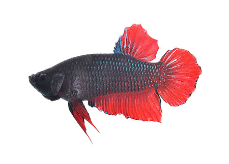 Siamese fighting fish on whiteの写真素材
