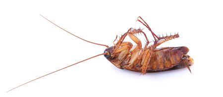 Cockroach isolated on white background, six legsの写真素材