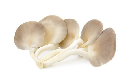 Indian Oyster, Phoenix Mushroom On White Backgroundの写真素材