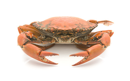 Fresh Raw Crab on white backgroundの写真素材