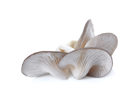 Indian Oyster, Phoenix Mushroom On White Backgroundの写真素材