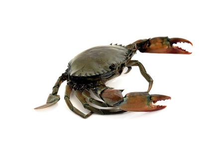 crab isolated on white background, sea foodの写真素材