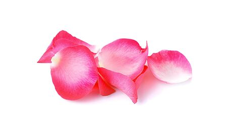 Red rose petals isolated on white backgroundの写真素材