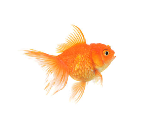 Golden fish isolate on white backgroundの写真素材